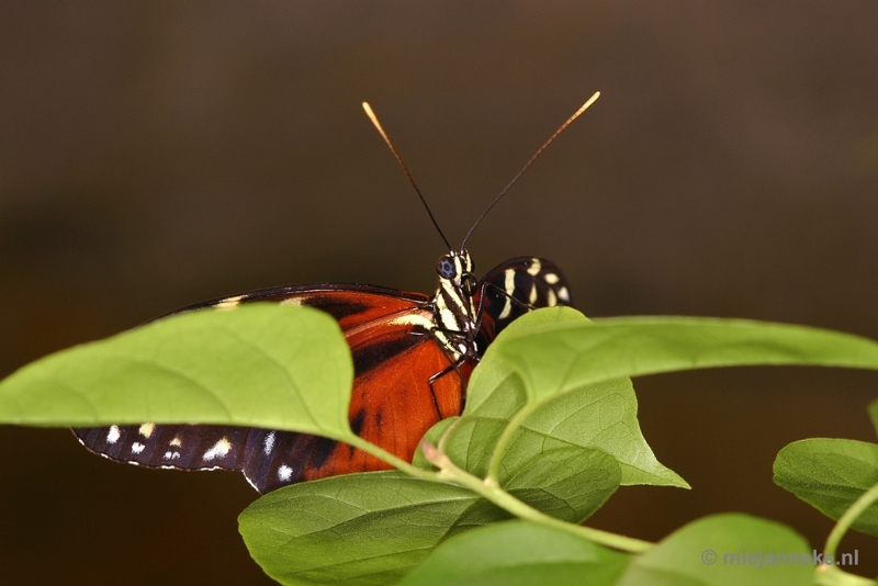 DSC_2667.JPG - Vlindertuin