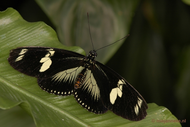 DSC_2698.JPG - Vlindertuin