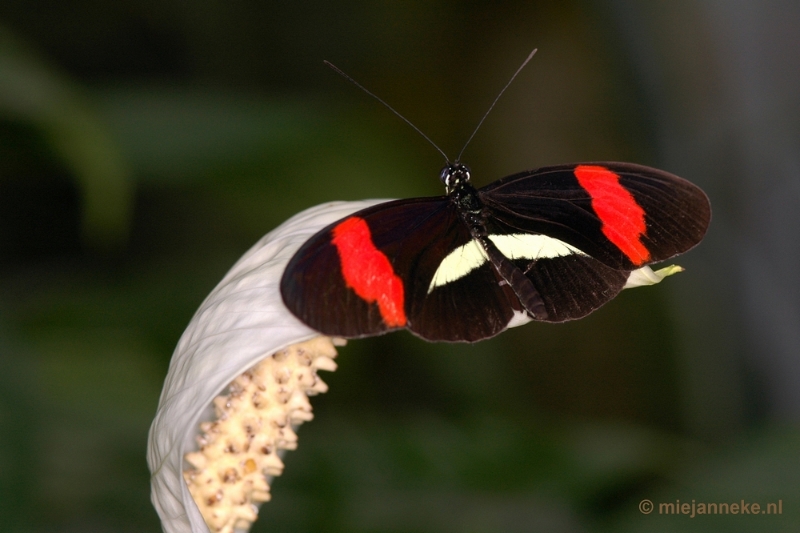 DSC_2710.JPG - Vlindertuin