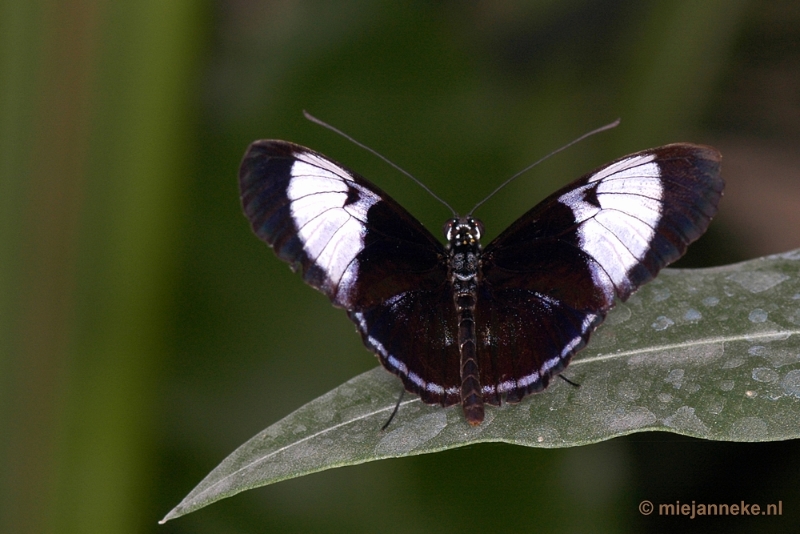 DSC_2721.JPG - Vlindertuin