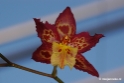 Orchidee kwekerij