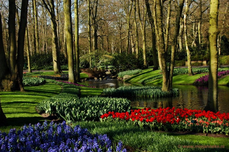 DSC_2186.JPG - Keukenhof 2011