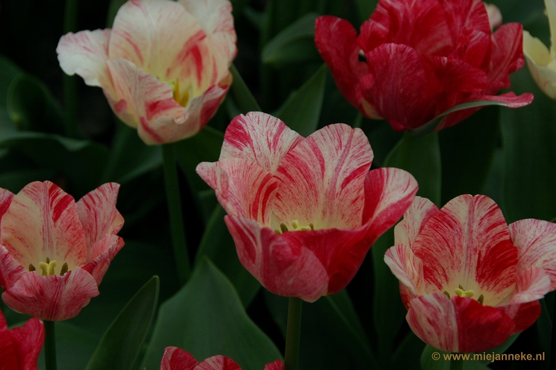 DSC_2321.JPG - Keukenhof 2011