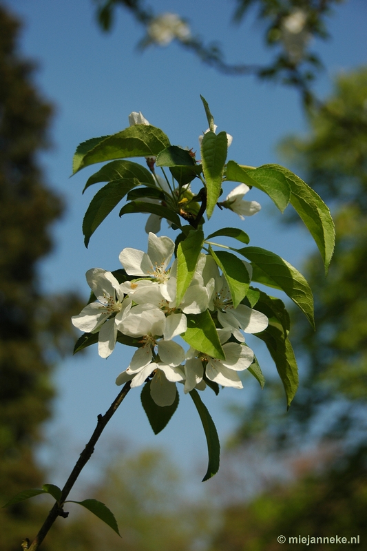 DSC_2895.JPG - Lente in Arcen