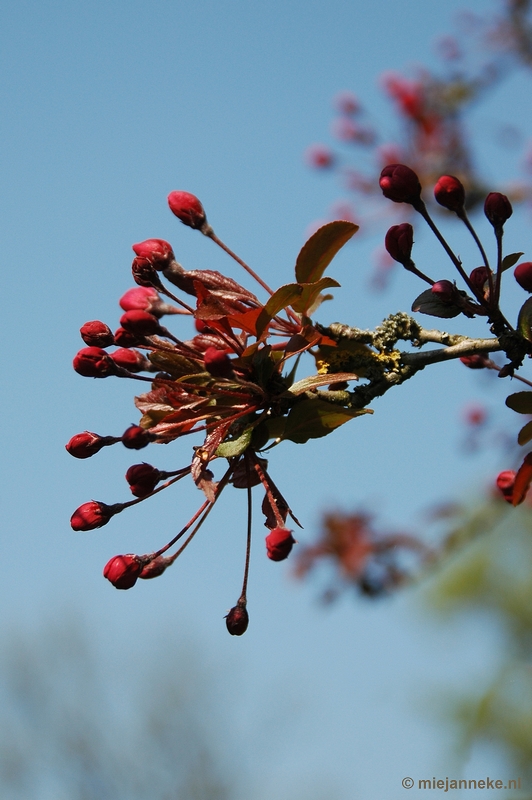 DSC_2899.JPG - Lente in Arcen