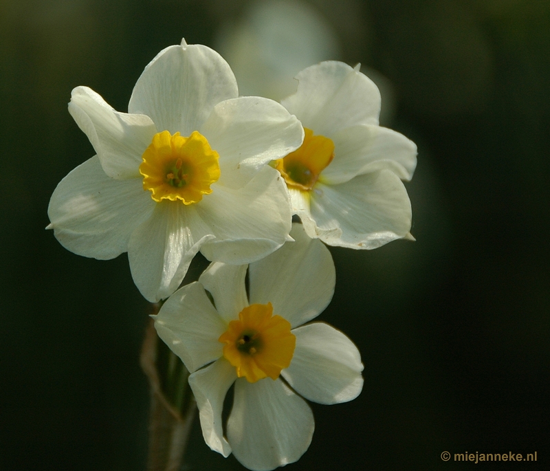 DSC_2932.JPG - Lente in Arcen