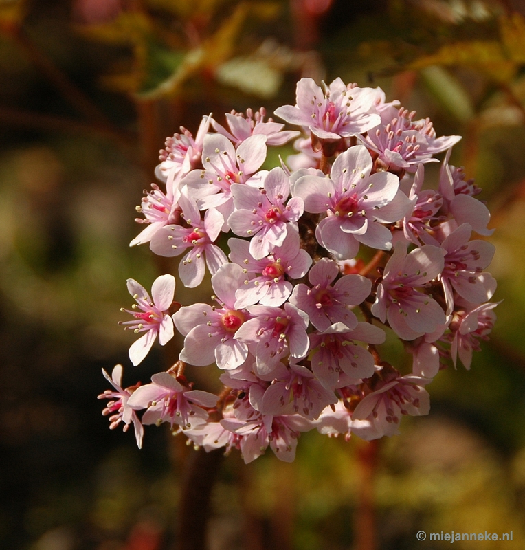 DSC_2973.JPG - Lente in Arcen