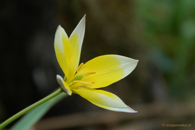 DSC_3053.JPG - Lente in Arcen