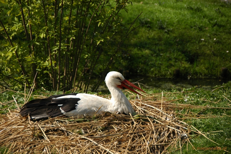 DSC_3071.JPG - Lente in Arcen