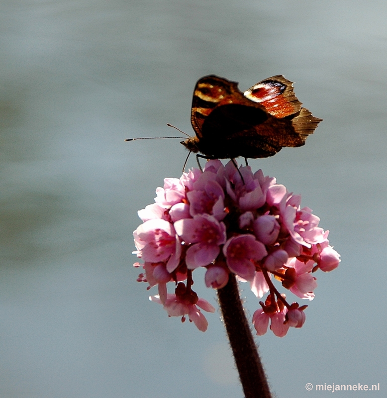 DSC_3121.JPG - Lente in Arcen