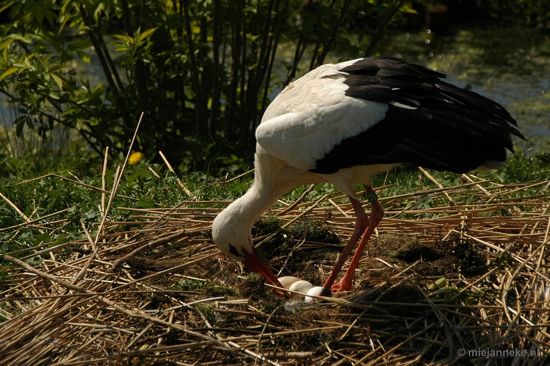 DSC_3165.JPG - Lente in Arcen