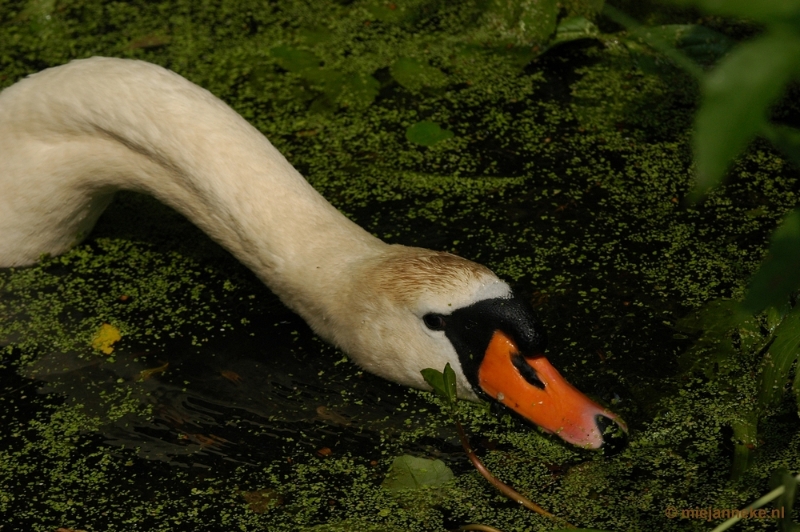 DSC_8132.JPG - Lente in Arcen