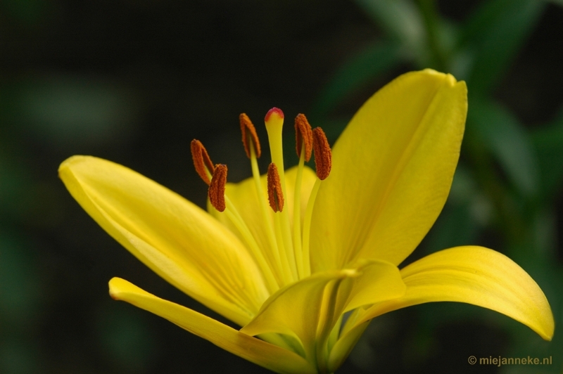 DSC_8502.JPG - Lente in Arcen