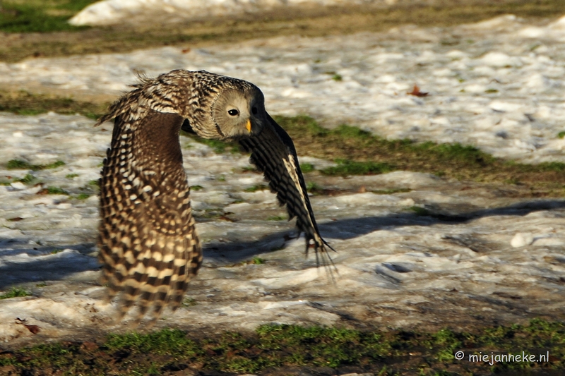 _DSC3278.JPG - Zon, sneeuw en vogels