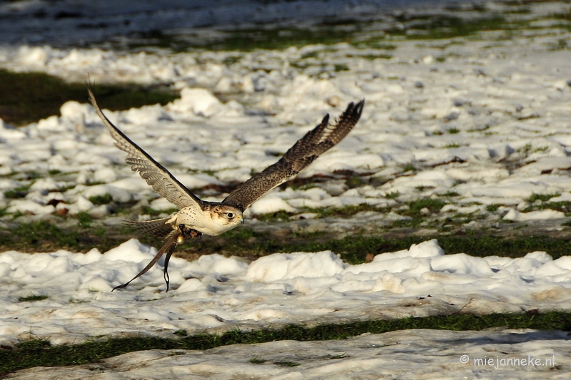 _DSC3306.JPG - Zon, sneeuw en vogels