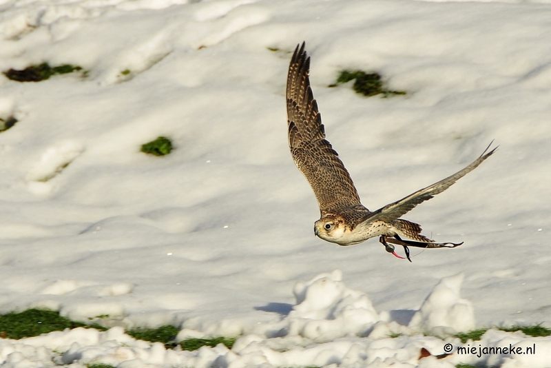 _DSC3308a.JPG - Zon, sneeuw en vogels