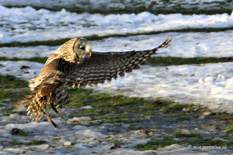 _DSC3491.JPG - Zon, sneeuw en vogels