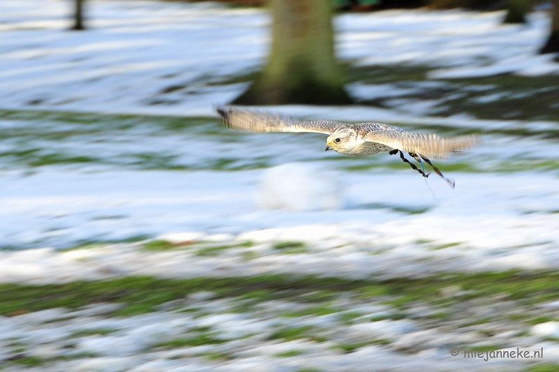 _DSC3539.JPG - Zon, sneeuw en vogels