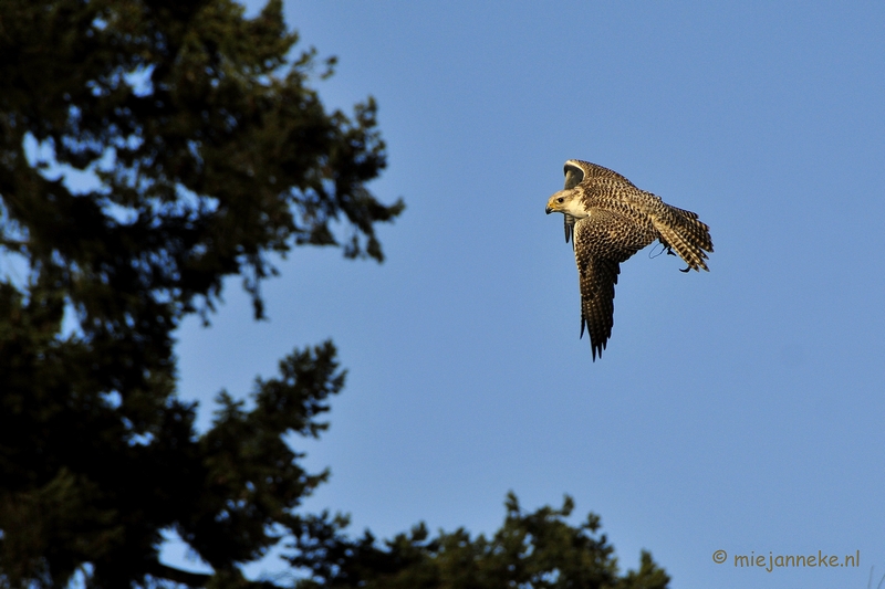 _DSC3541.JPG - Zon, sneeuw en vogels