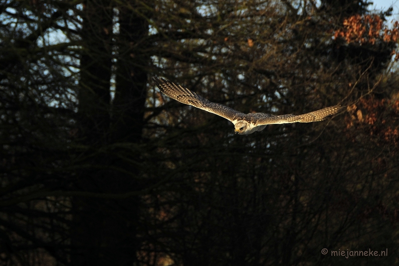 _DSC3576.JPG - Zon, sneeuw en vogels