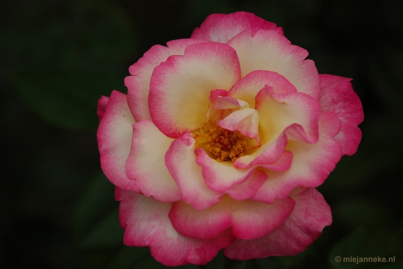 DSC_7376.JPG - Kasteeltuin Arcen