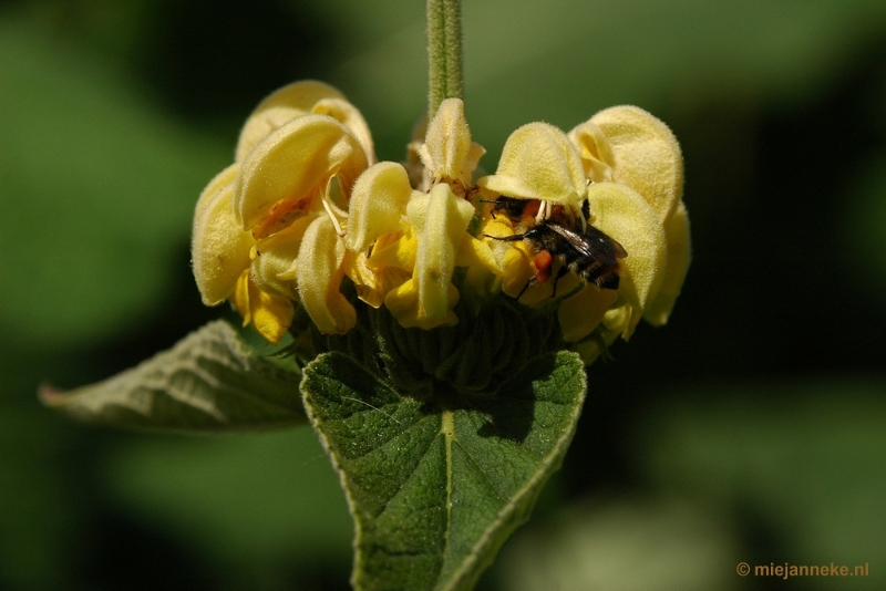 DSC_7542.JPG - Kasteeltuin Arcen
