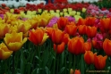 Keukenhof