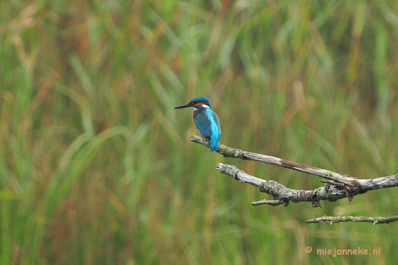 luysden001.JPG - Vogels