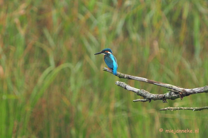 luysden002.JPG - Vogels