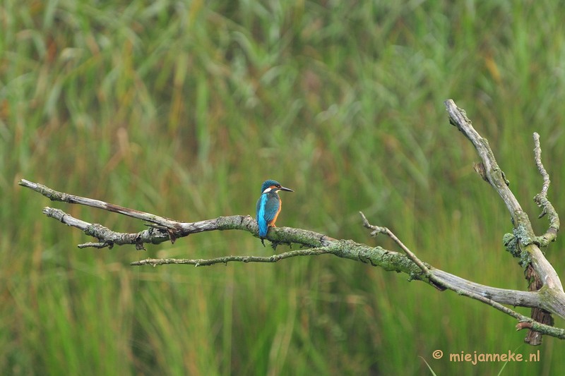 luysden003.JPG - Vogels