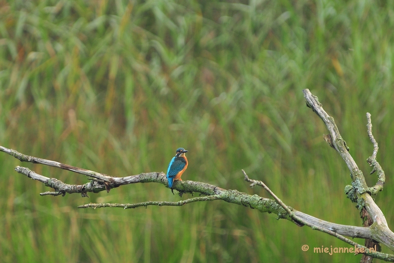 luysden004.JPG - Vogels