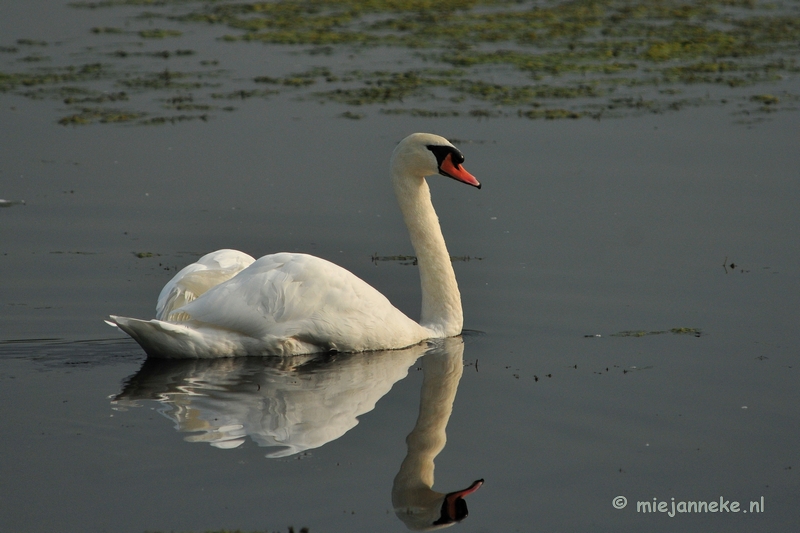 luysden005.JPG - Vogels