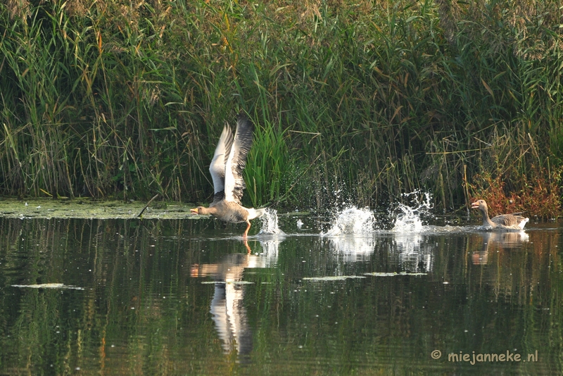 luysden006.JPG - Vogels