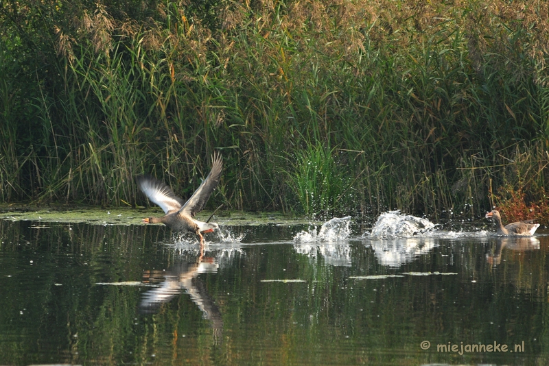 luysden007.JPG - Vogels