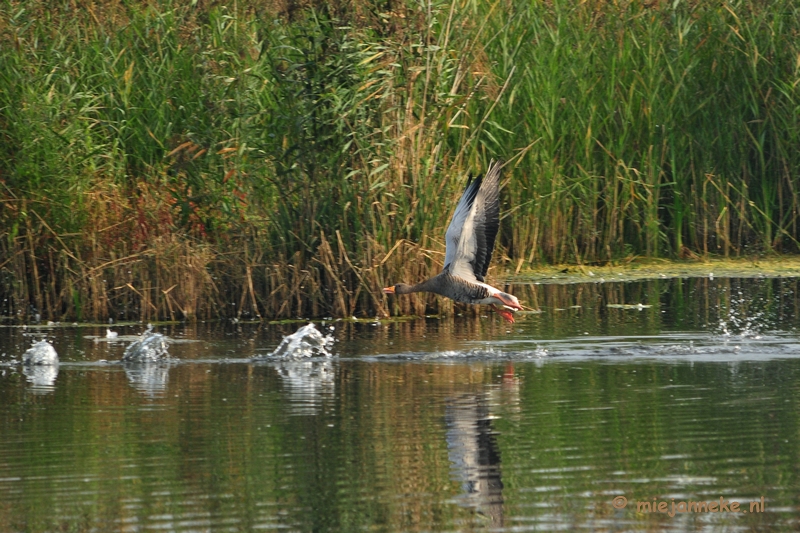 luysden008.JPG - Vogels