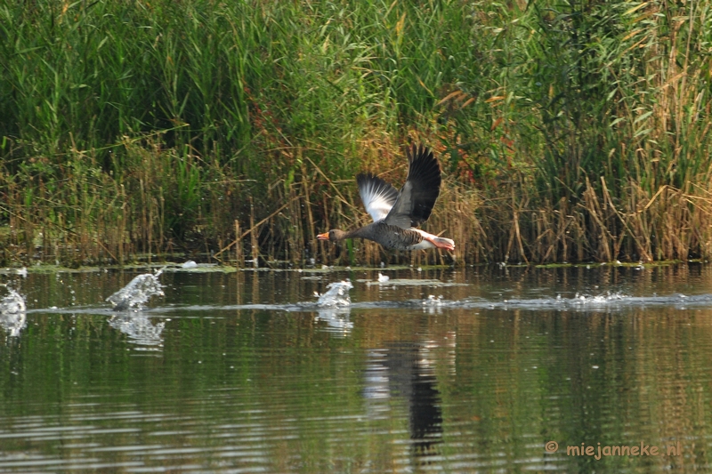 luysden009.JPG - Vogels