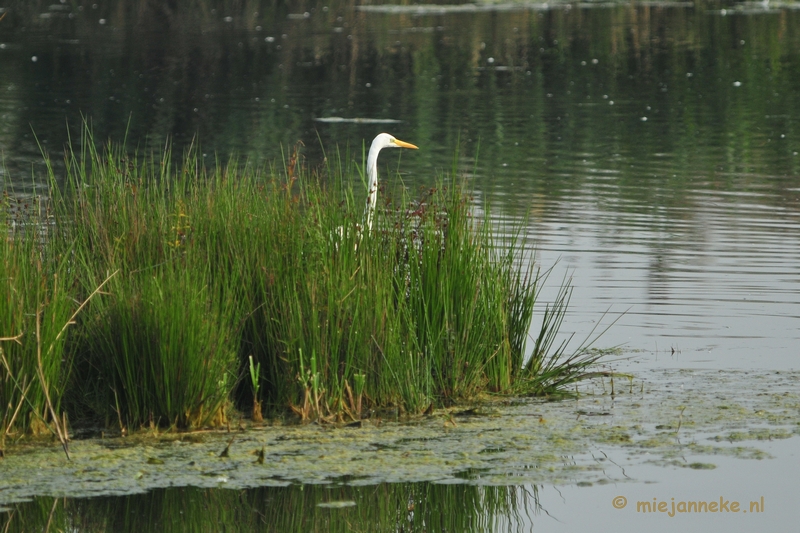 luysden011.JPG - Vogels