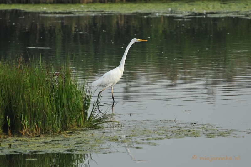 luysden012.JPG - Vogels