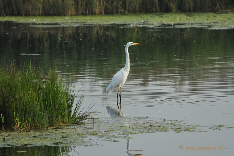 luysden013.JPG - Vogels