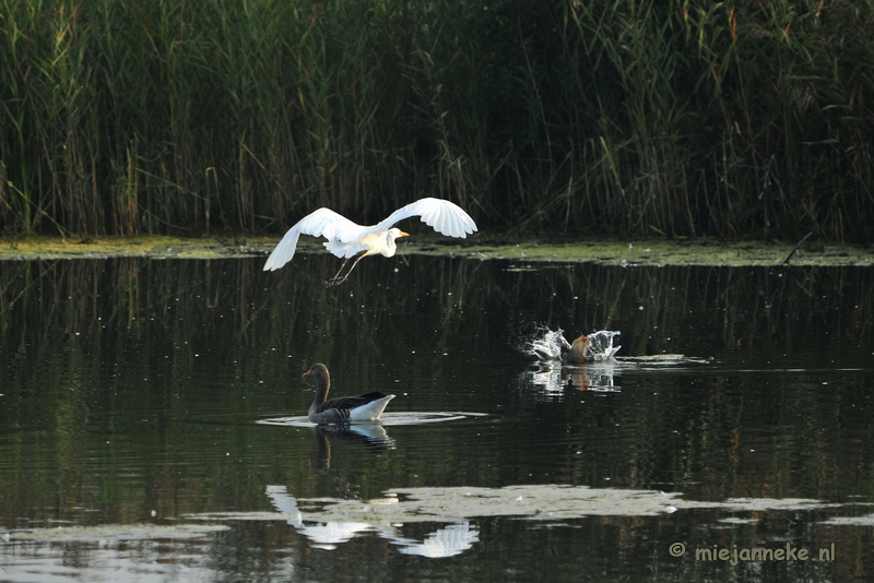 luysden014.JPG - Vogels