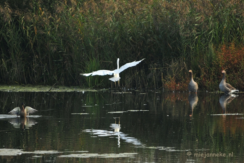 luysden015.JPG - Vogels