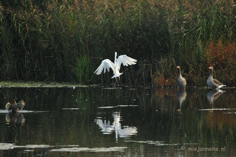 luysden016.JPG - Vogels