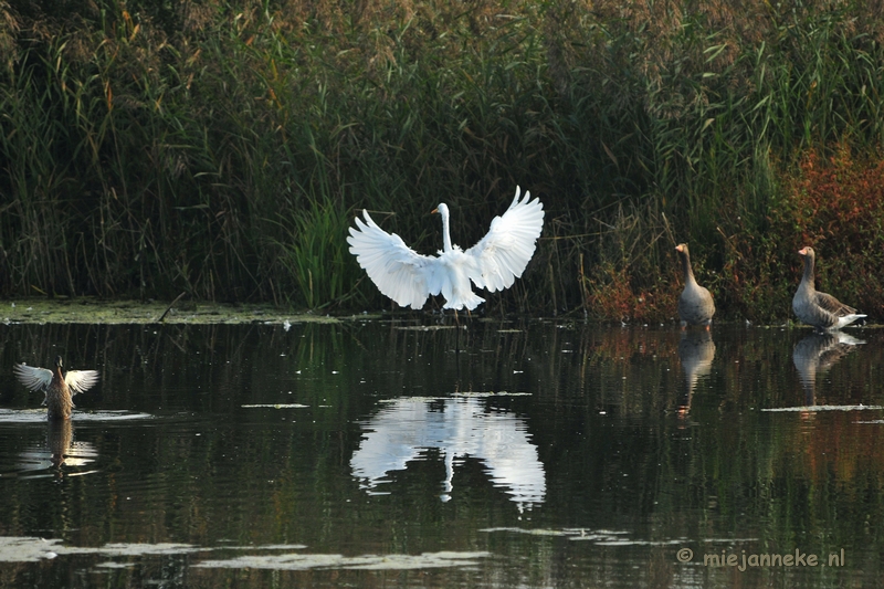 luysden017.JPG - Vogels