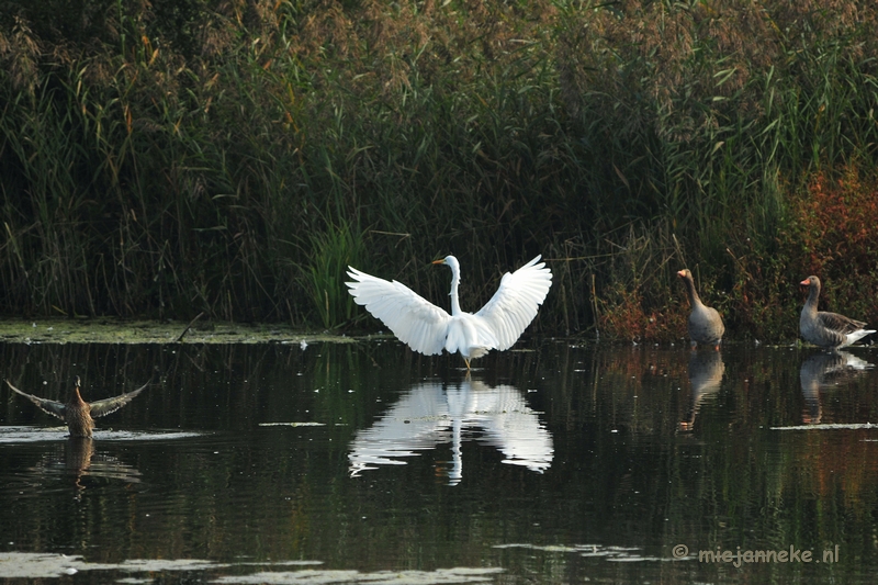 luysden018.JPG - Vogels