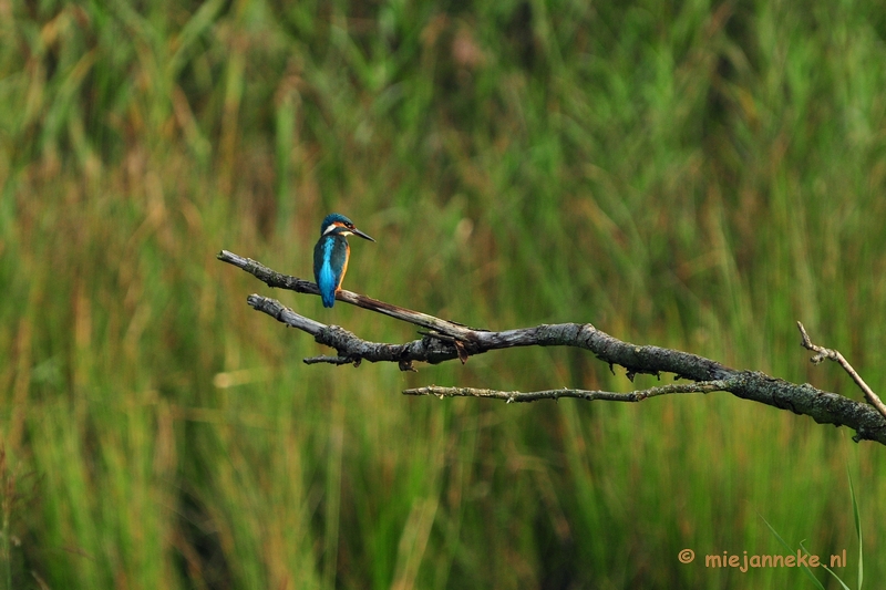 luysden019.JPG - Vogels