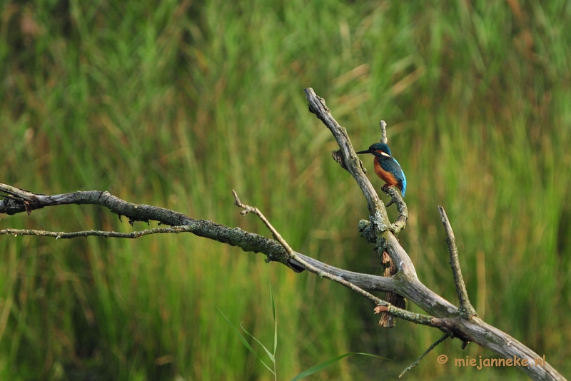 luysden020.JPG - Vogels