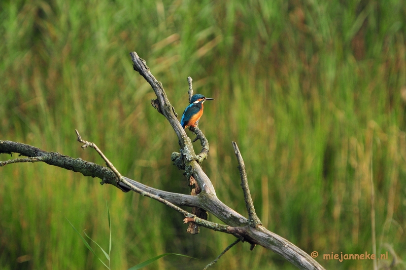 luysden021.JPG - Vogels