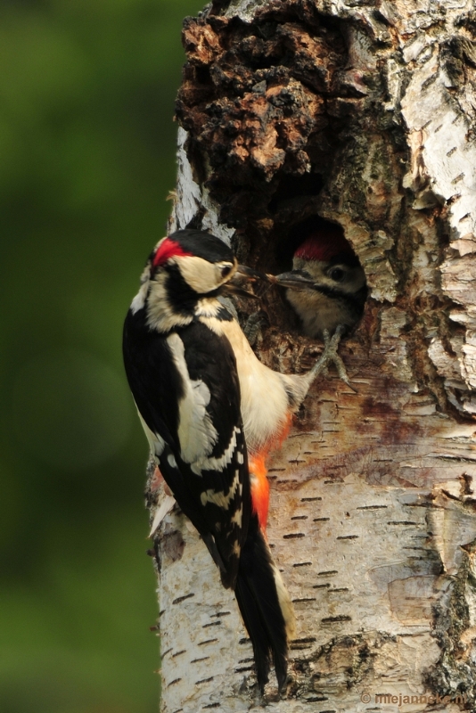 specht004.JPG - Vogels