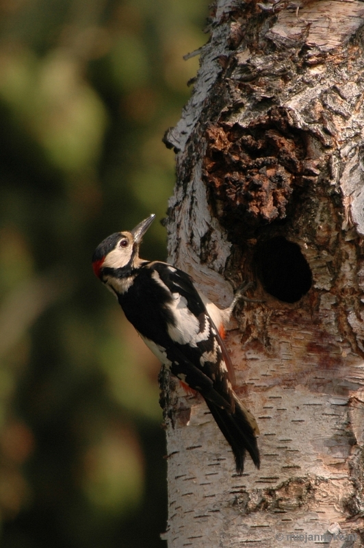 specht013.JPG - Vogels