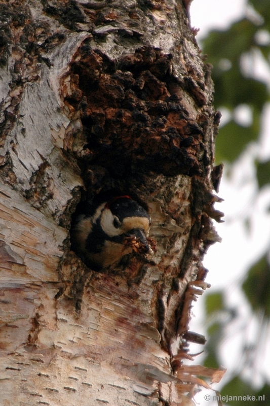 specht017.JPG - Vogels